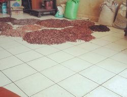 Petani Kecewa, Harga Kakao di Bone Turun